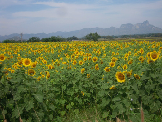 662269 (a): :1600x1200